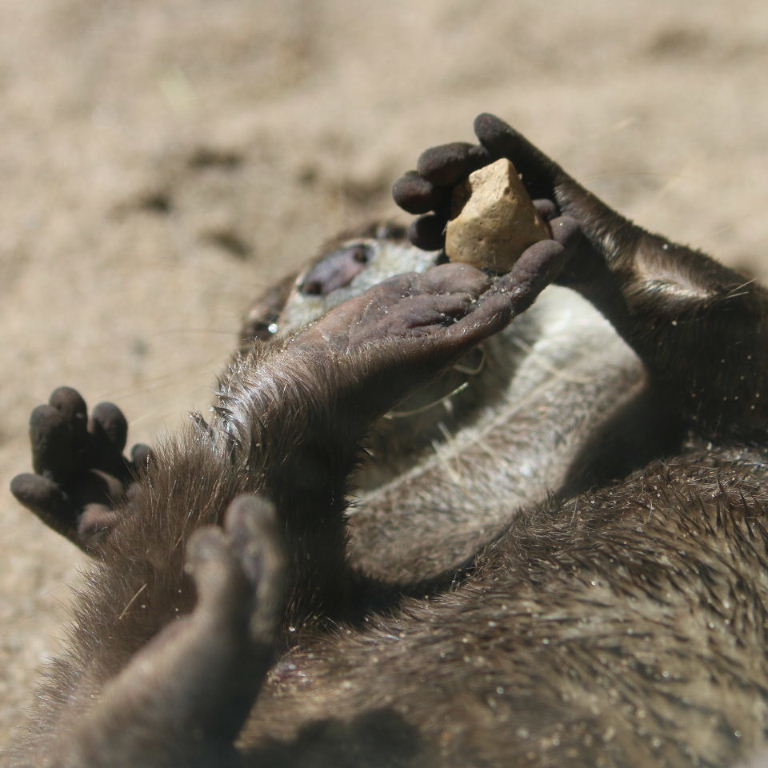 Asian Small-clawed Otter juggling stone