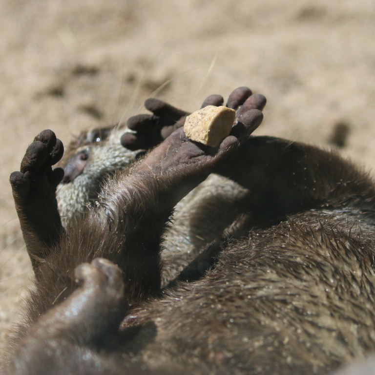 Asian Small-clawed Otter juggling stone