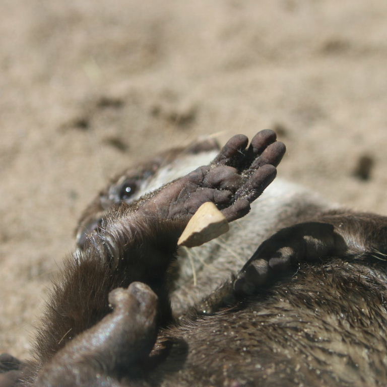 Asian Small-clawed Otter juggling stone