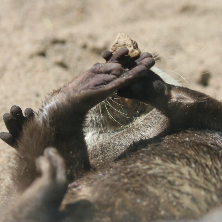 Asian Small-clawed Otter juggling stone