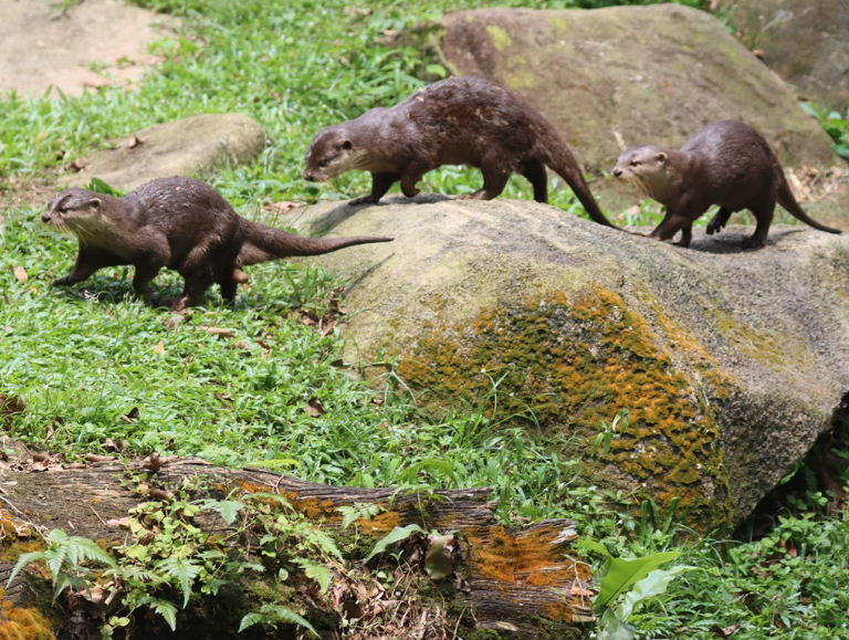 Asian Small-clawed Otter