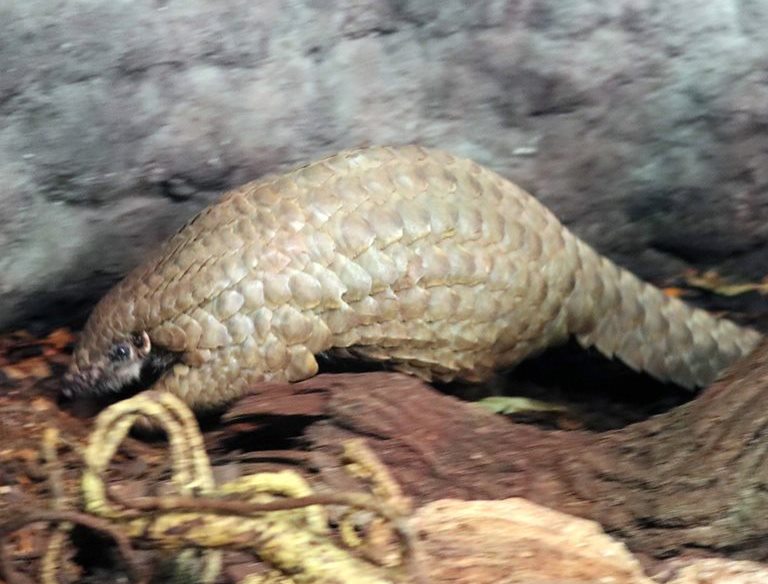 Chinese Pangolin