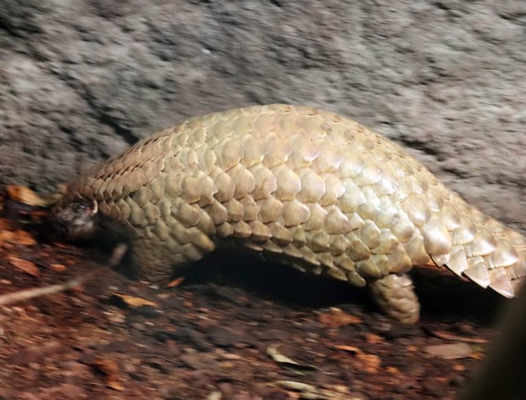 Chinese Pangolin