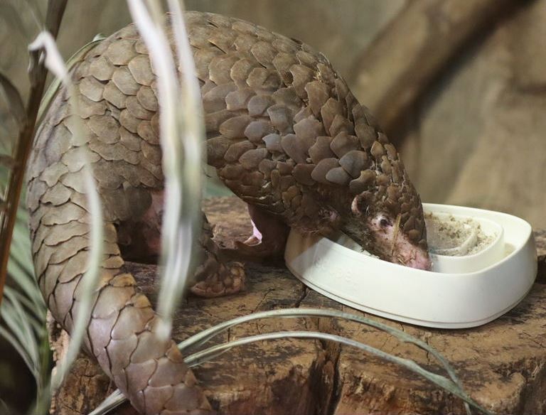 Chinese Pangolin