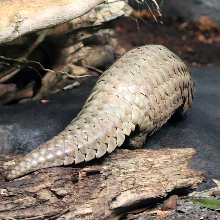 Chinese Pangolin