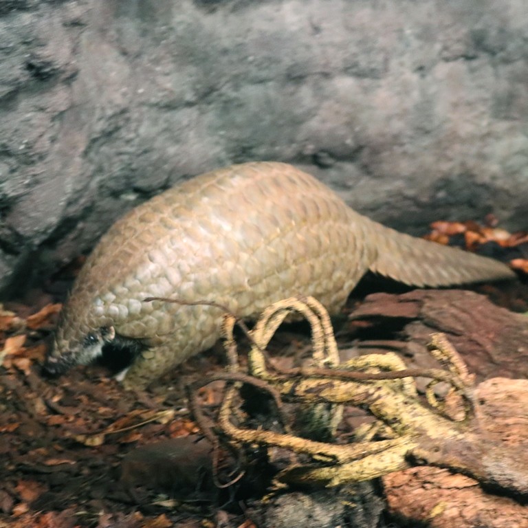 Chinese Pangolin