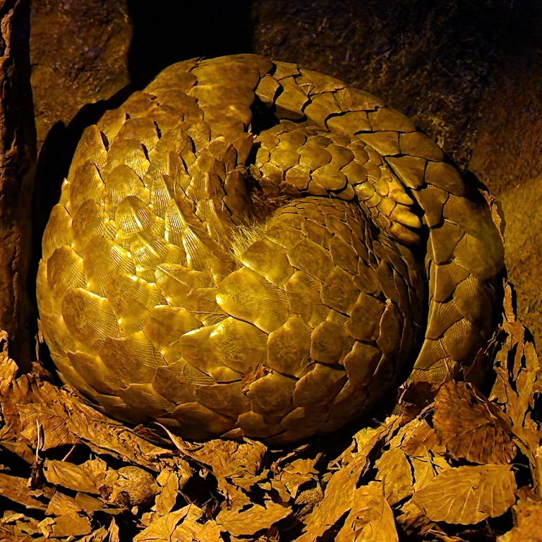 Chinese Pangolin