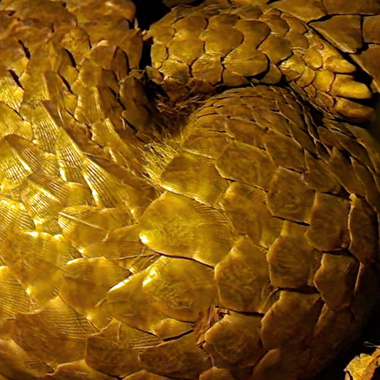 Chinese Pangolin
