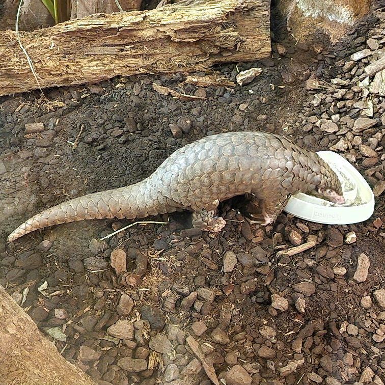 Chinese Pangolin