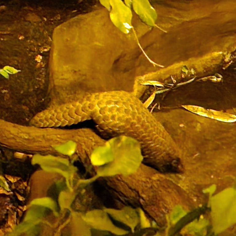 Chinese Pangolin
