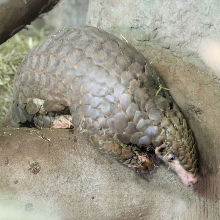 Chinese Pangolin