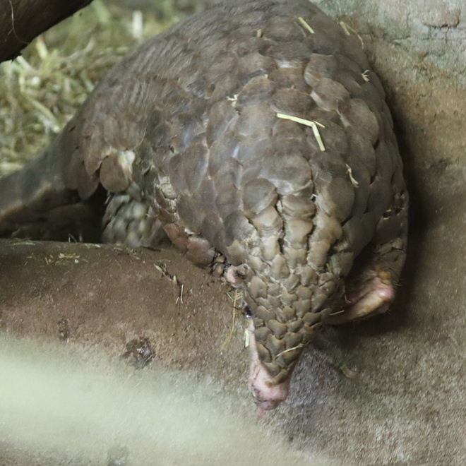 Chinese Pangolin