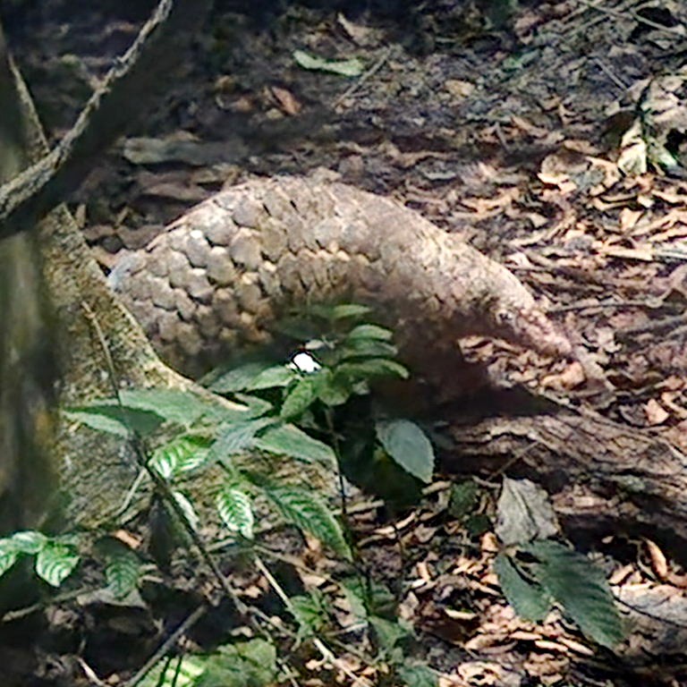 Sunda Pangolin