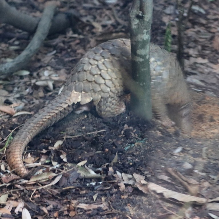 Sunda Pangolin