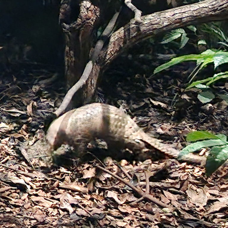 Sunda Pangolin
