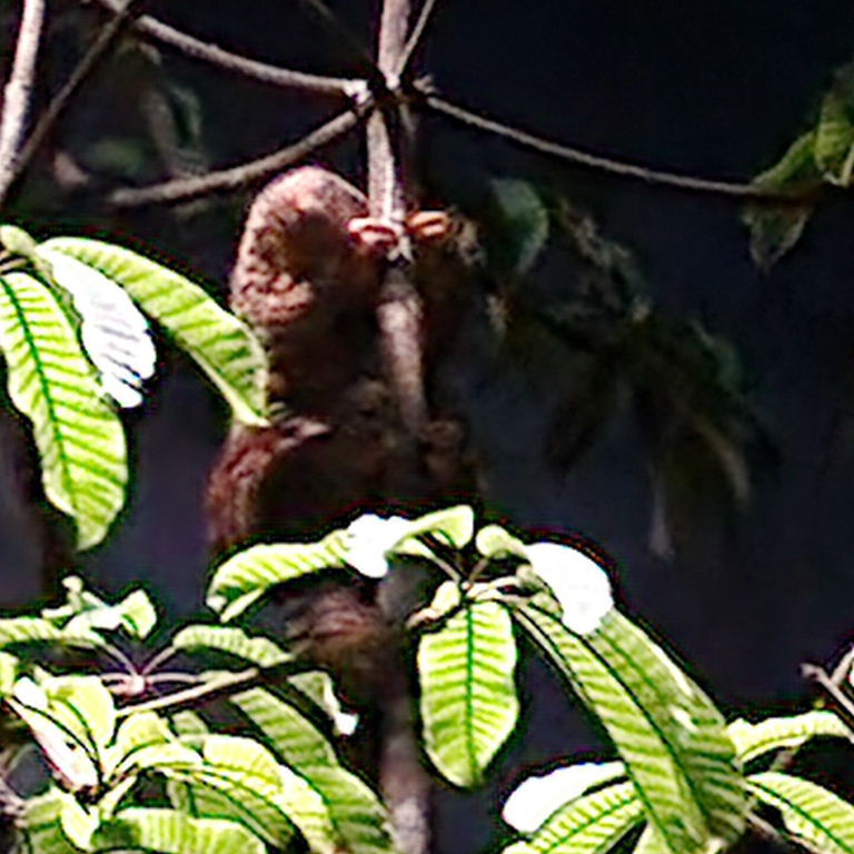 Sunda Pangolin