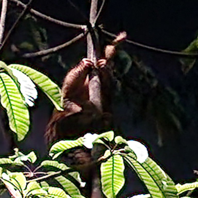 Sunda Pangolin