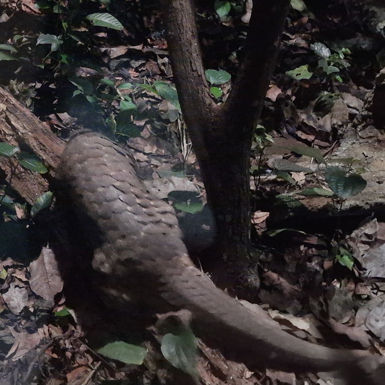 Sunda Pangolin
