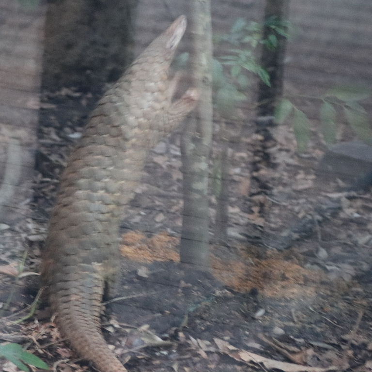 Sunda Pangolin