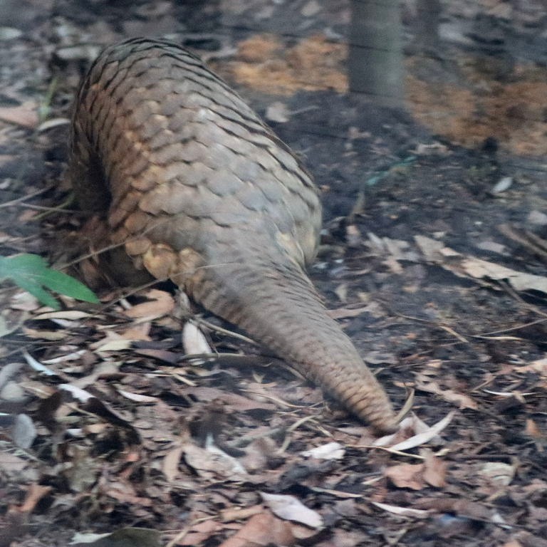 Sunda Pangolin