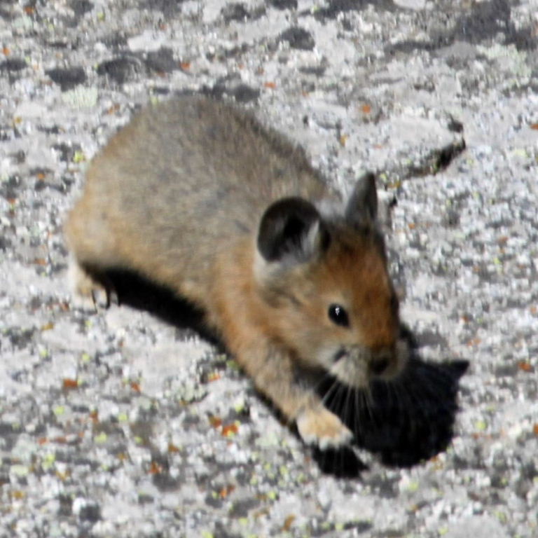 Turkestan Red Pika
