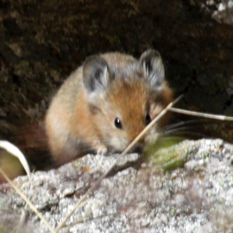 Turkestan Red Pika