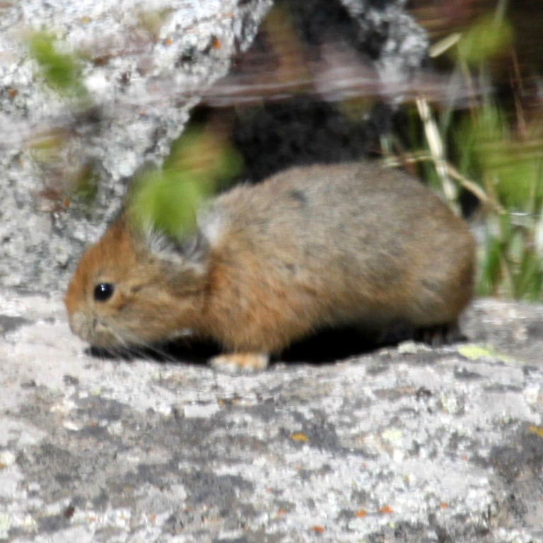 Turkestan Red Pika