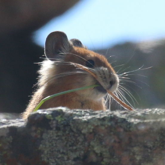 Turkestan Red Pika