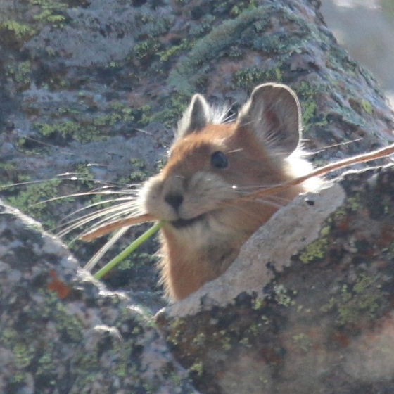 Turkestan Red Pika