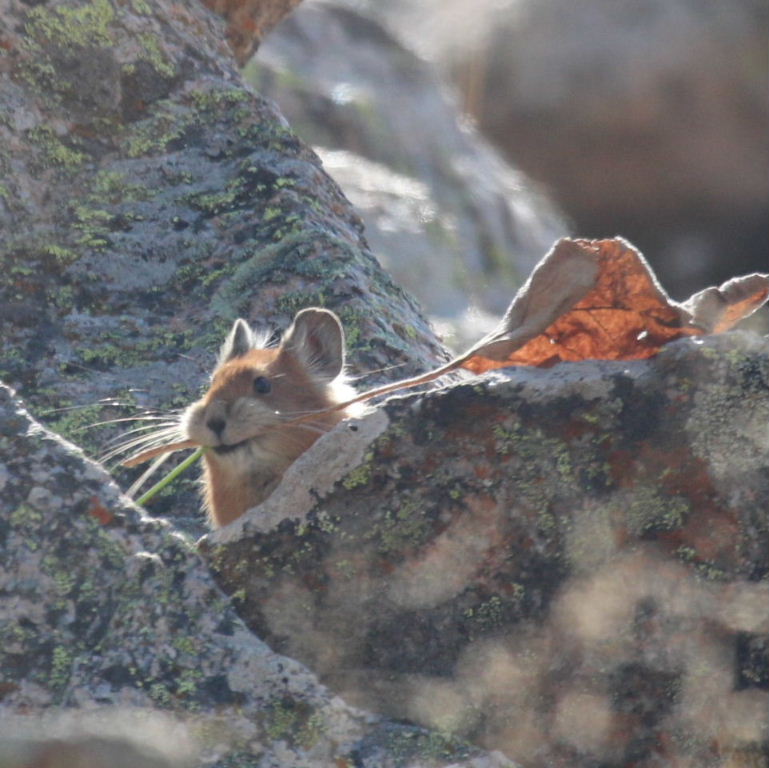 Turkestan Red Pika