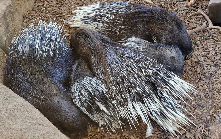 Cape Porcupine