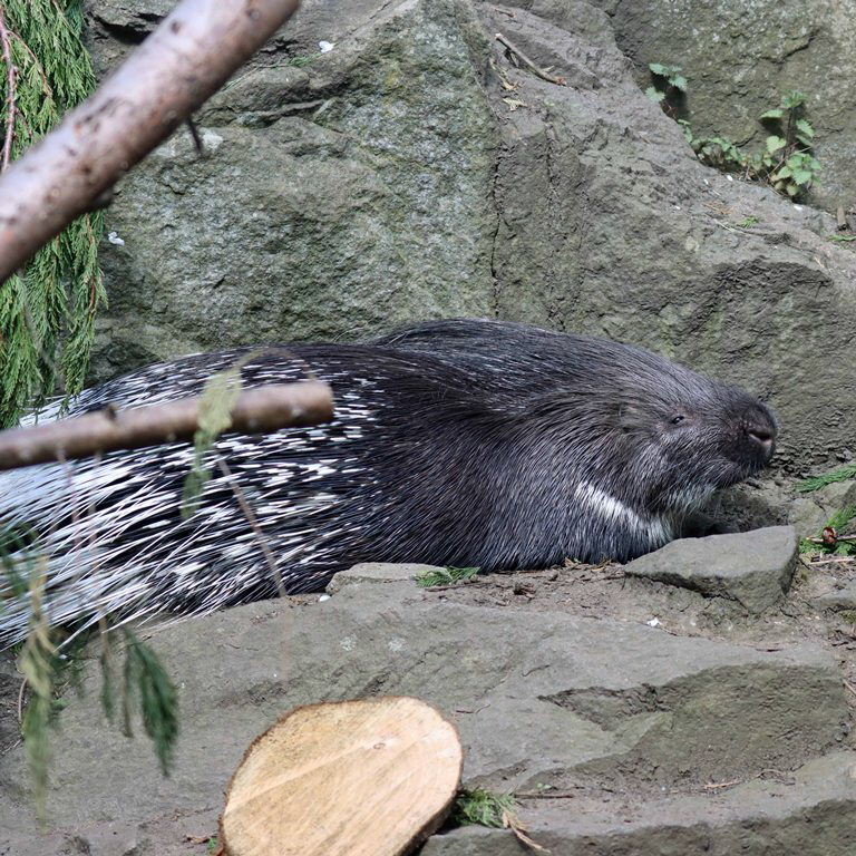 Cape Crested Porcupine