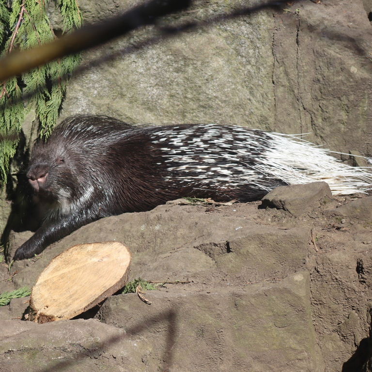 Cape Crested Porcupine
