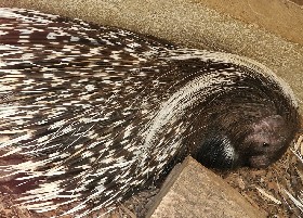 Cape Crested Porcupine