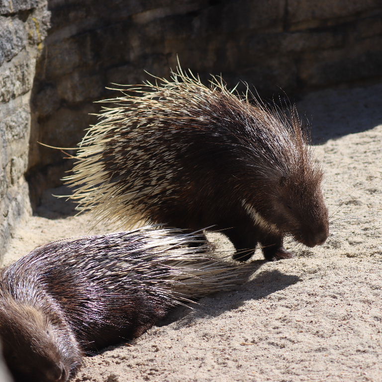 Indian Crested Porcupine