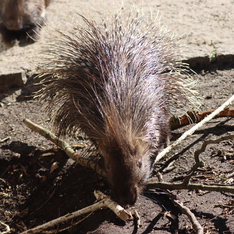 Indian Crested Porcupine
