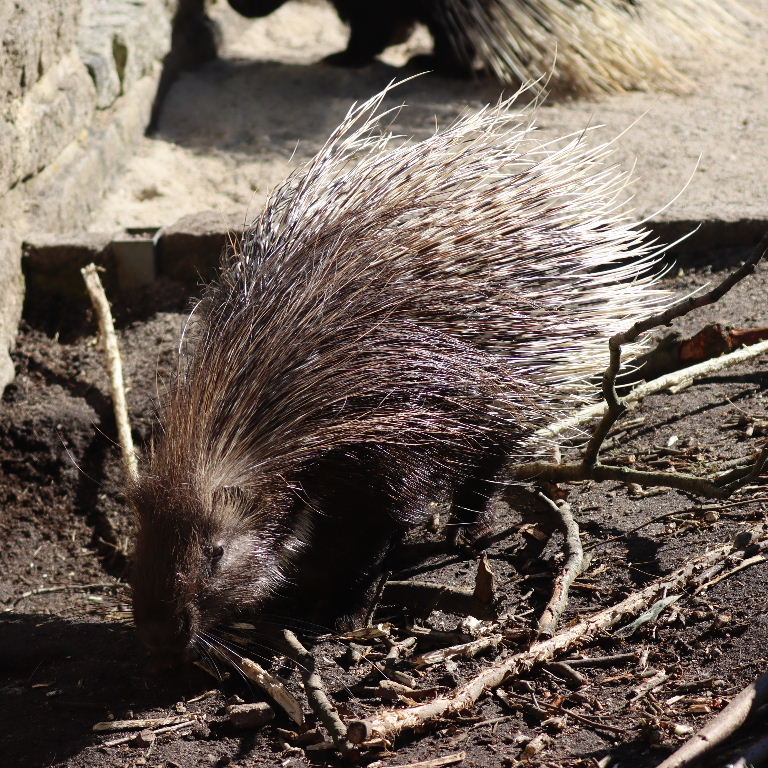 Indian Crested Porcupine