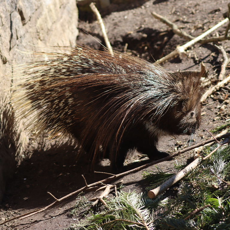 Indian Crested Porcupine