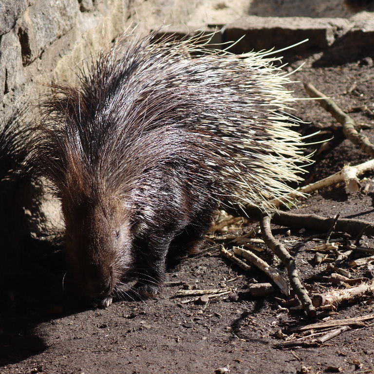 Indian Crested Porcupine