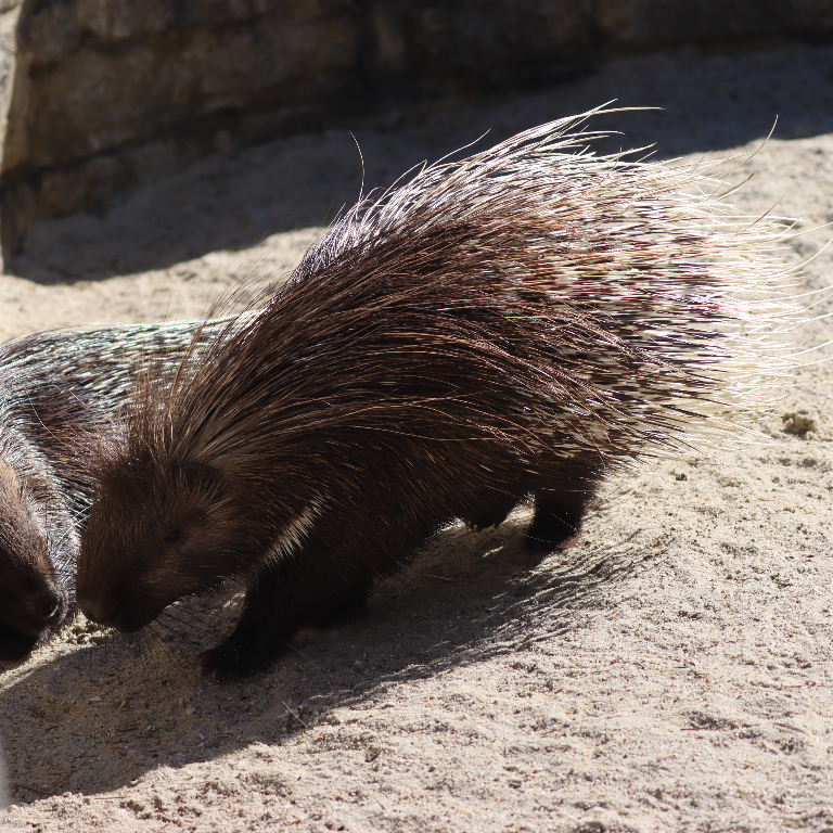 Indian Crested Porcupine
