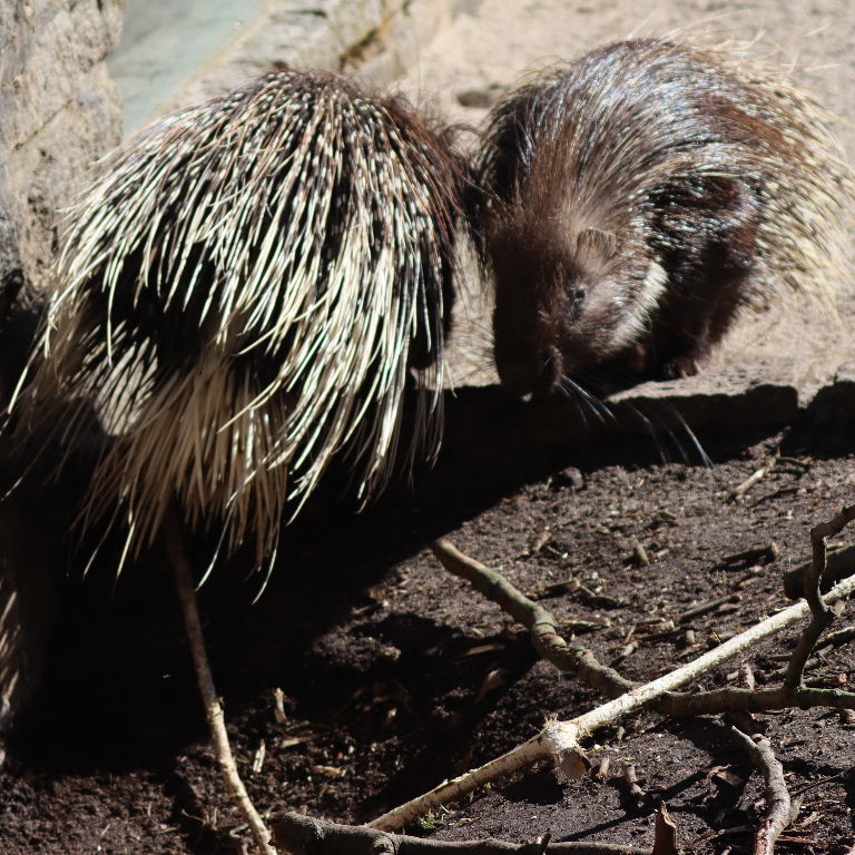 Indian Crested Porcupine