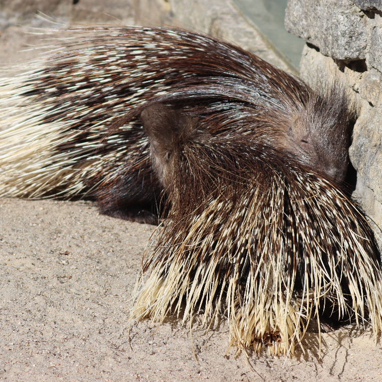 Indian Crested Porcupine