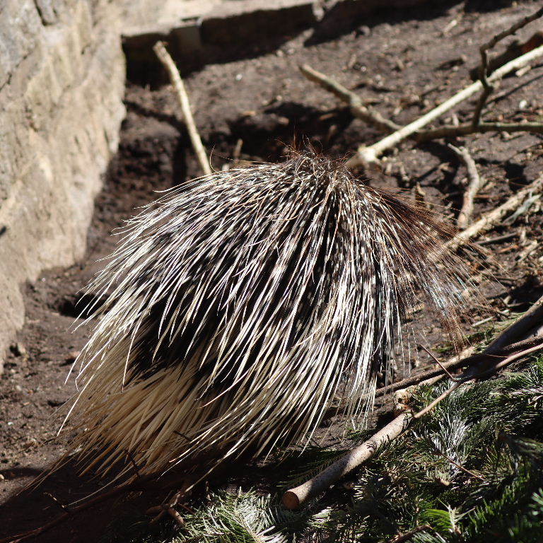 Indian Crested Porcupine