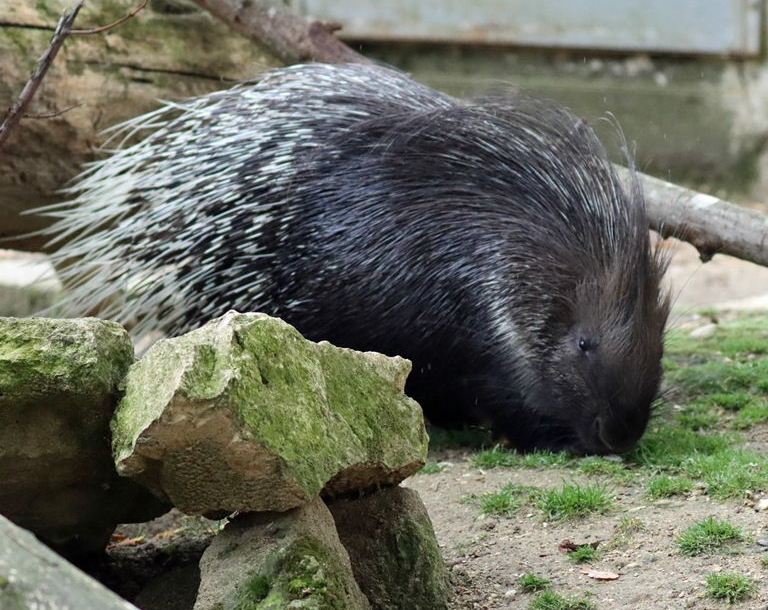 Indian Crested Porcupine