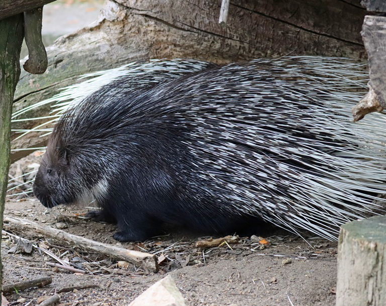 Indian Crested Porcupine