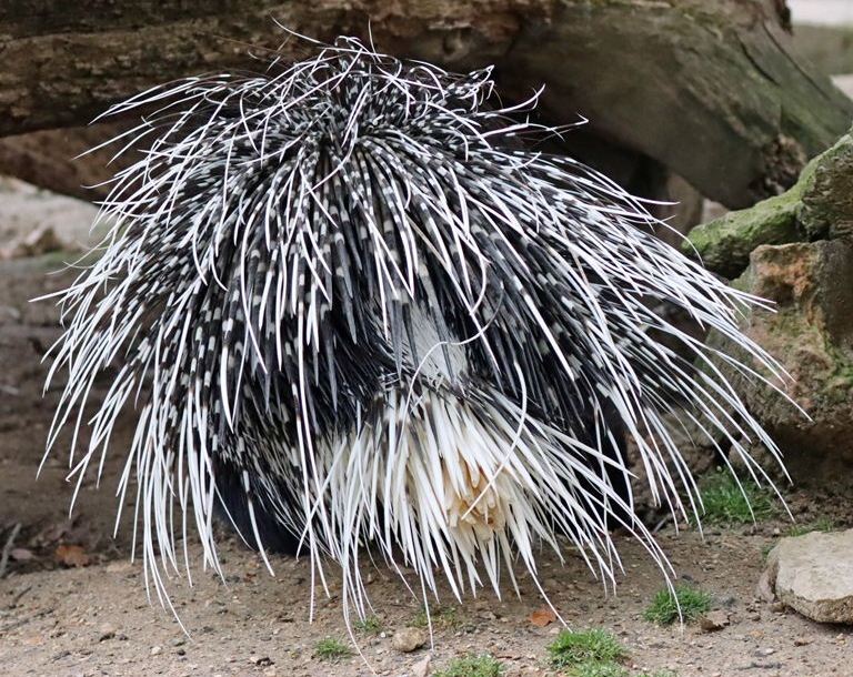 Indian Crested Porcupine