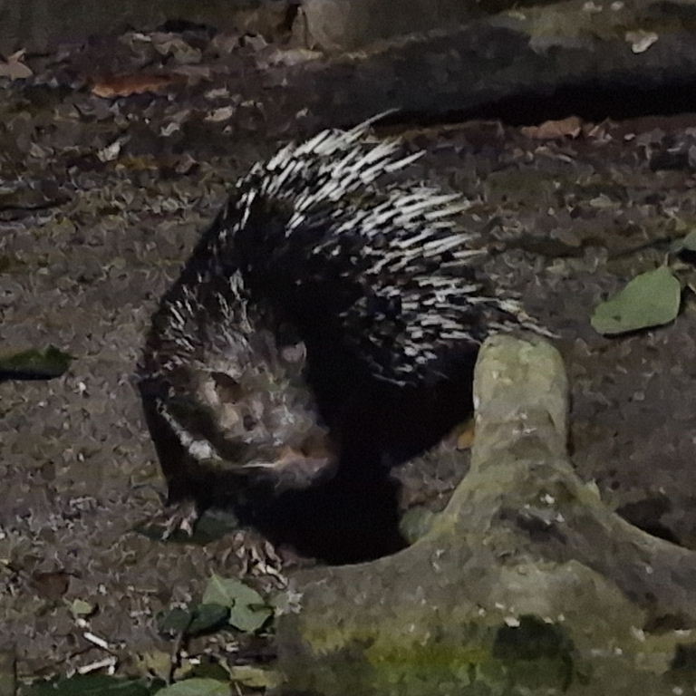 Malayan Porcupine