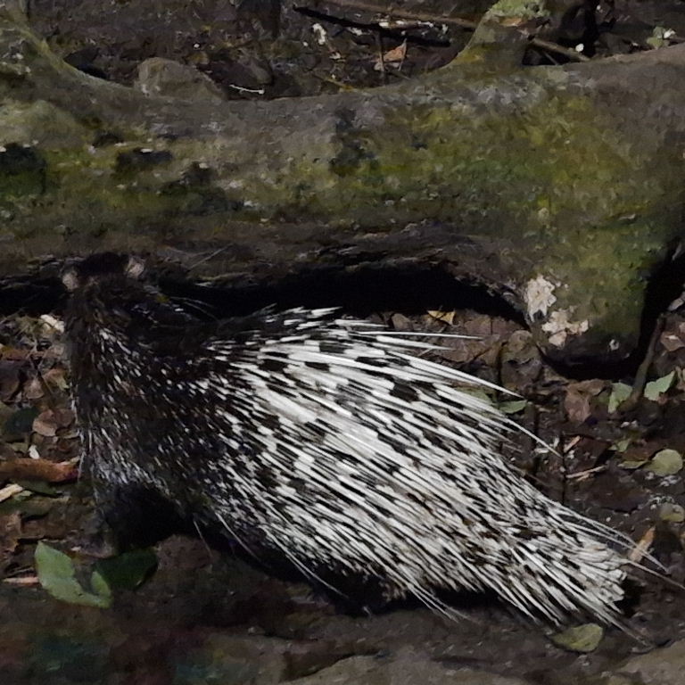 Malayan Porcupine