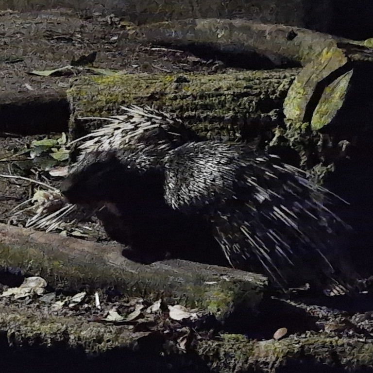 Malayan Porcupine