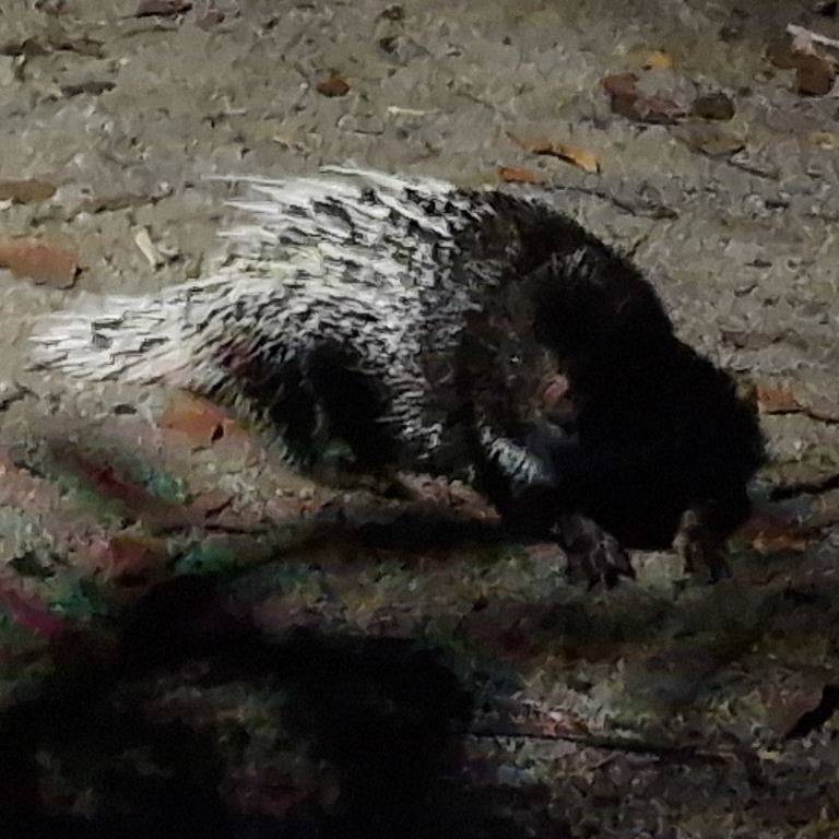 Malayan Porcupine